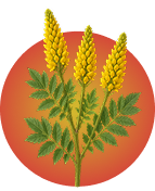 Honeybush illustration