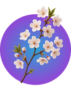 Cherry blossom illustration